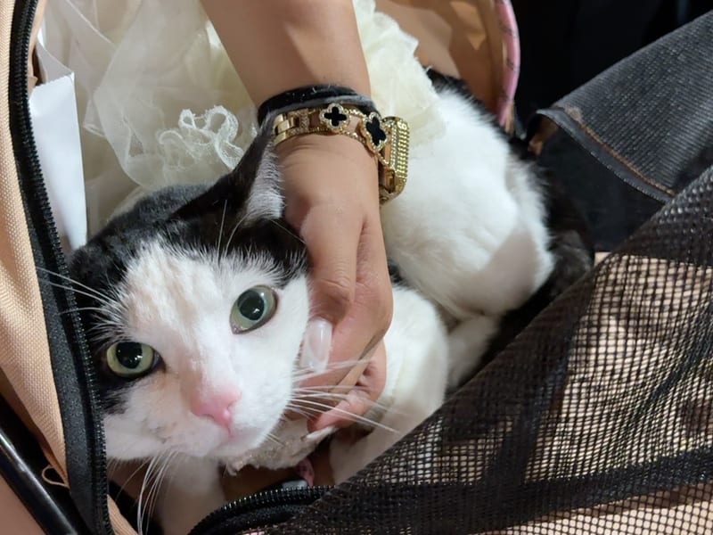 Houston Cat Expo — proudly Houston-made