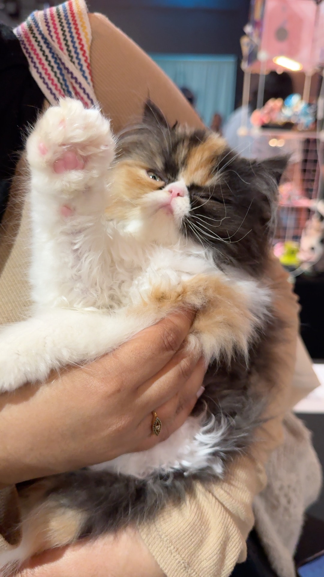 A calico kitten soaking up all the love at a vendor table