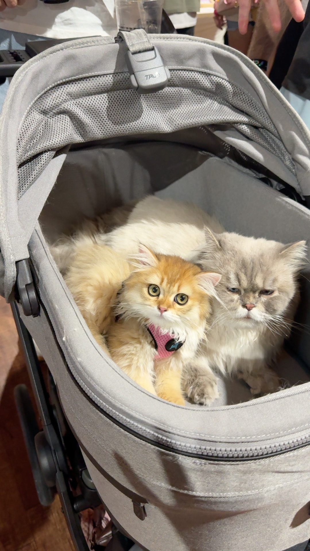 Two fluffy kittens peeking out of their carrier at the expo