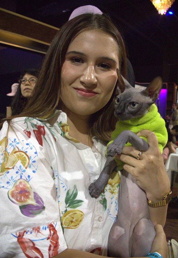 A sphynx in a green sweater — dressed better than most of us