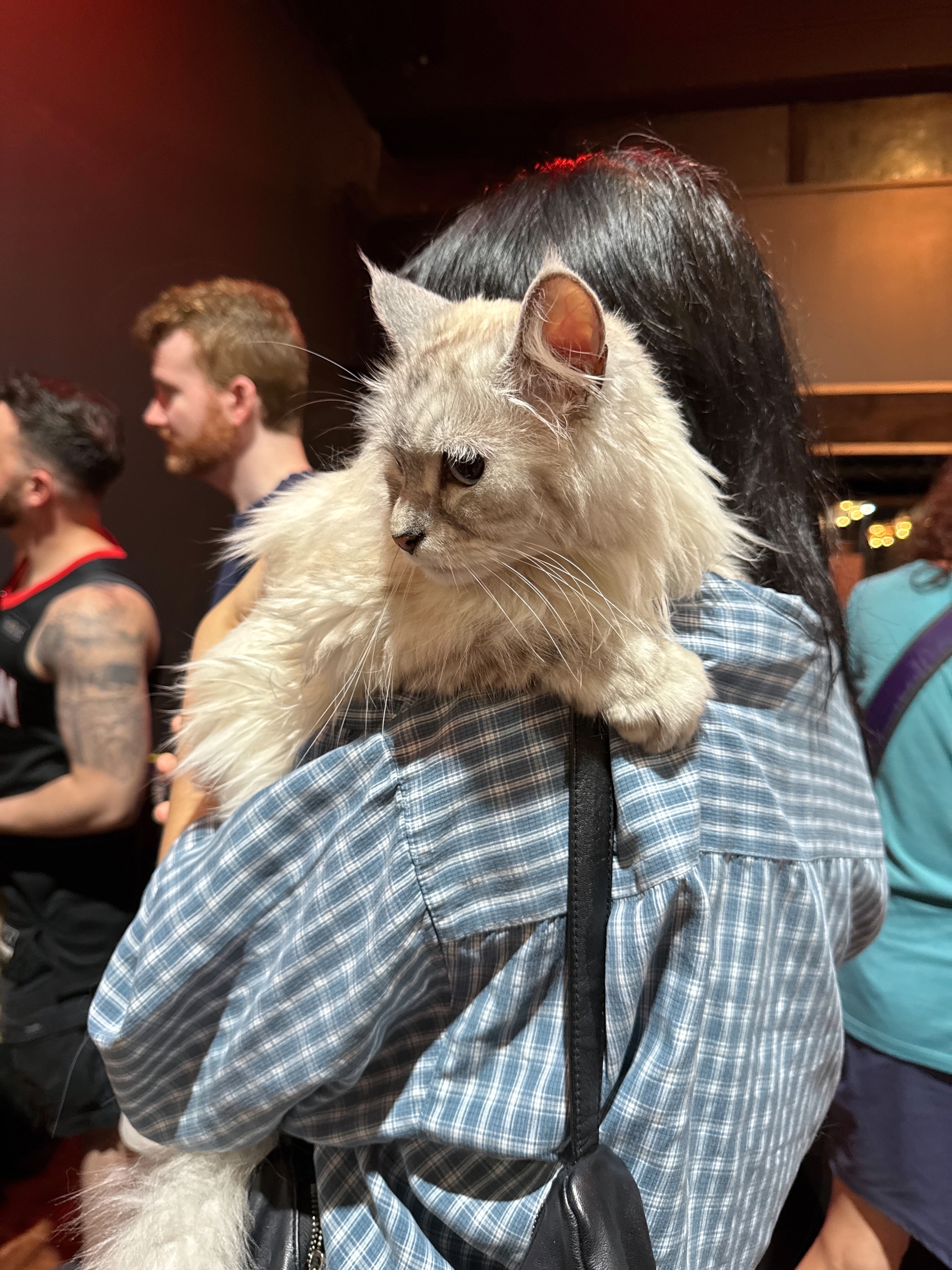 This fluffy beauty owned the room — perched right on their human's shoulder